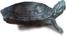Painter Turtle