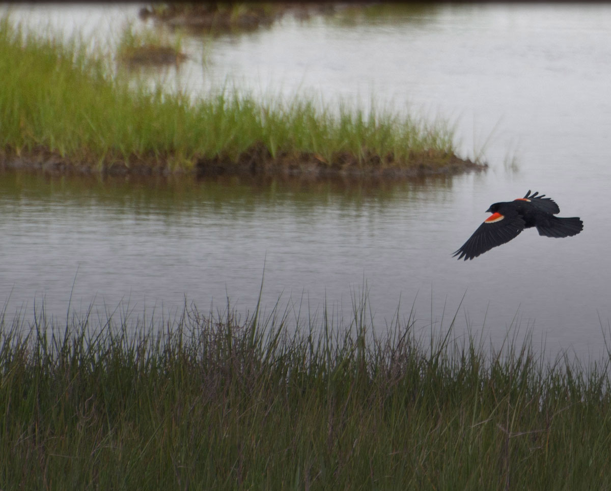 Red winged black bird flying over marsh